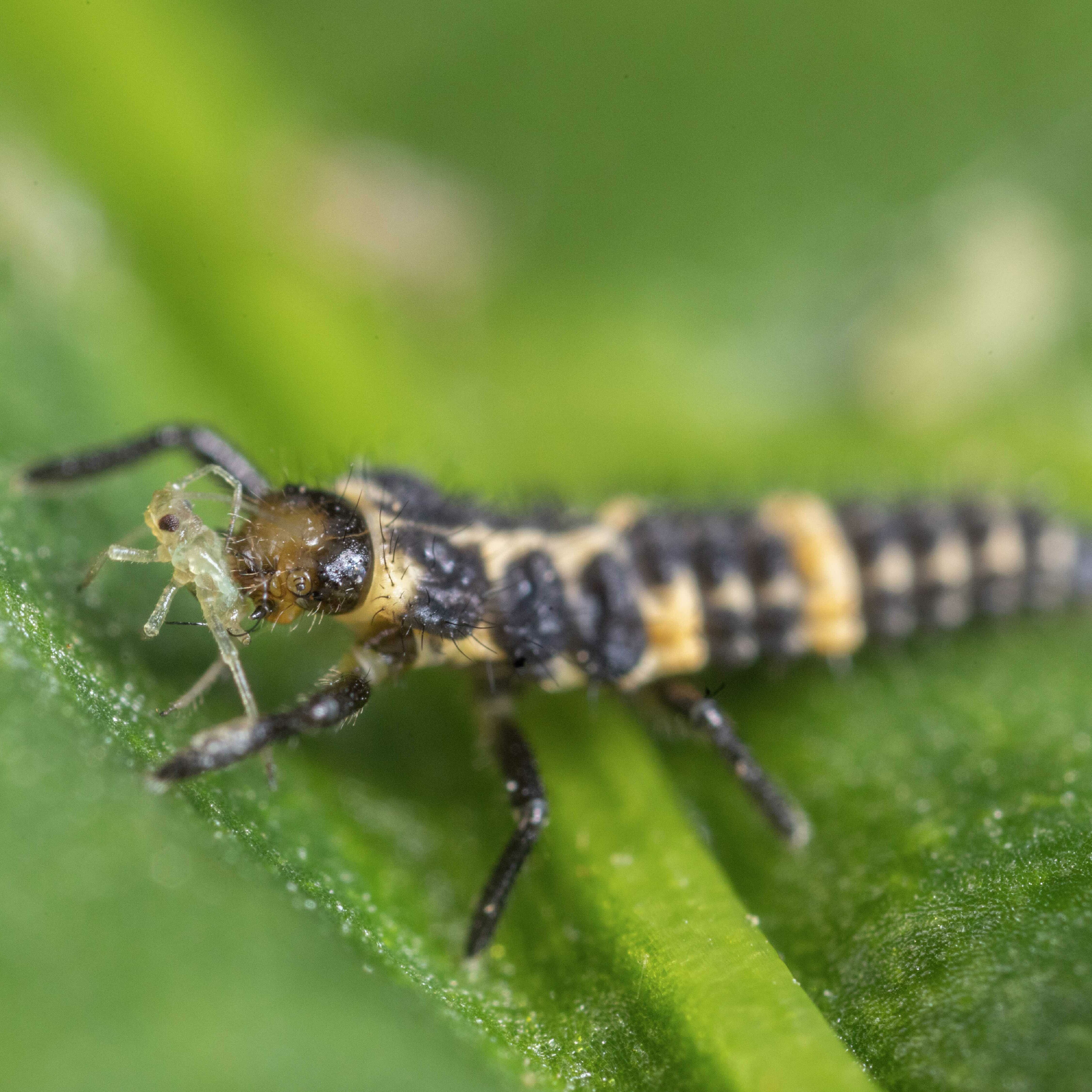 L2 of Coleomegilla maculata preying on aphid L2 of Coleomegilla maculata preying on aphid