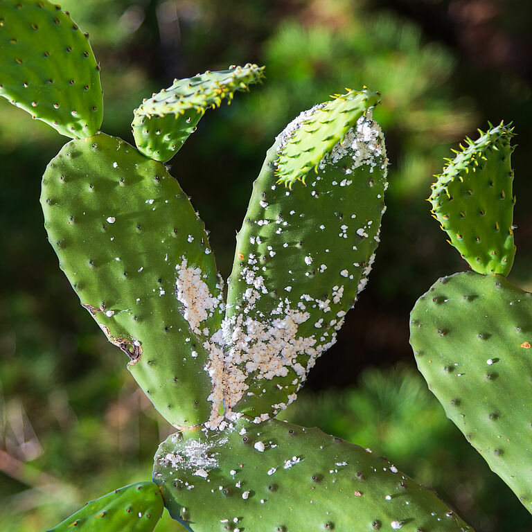 Opuntia cactus damaged by mealybug, a dangerous pest of various plants
