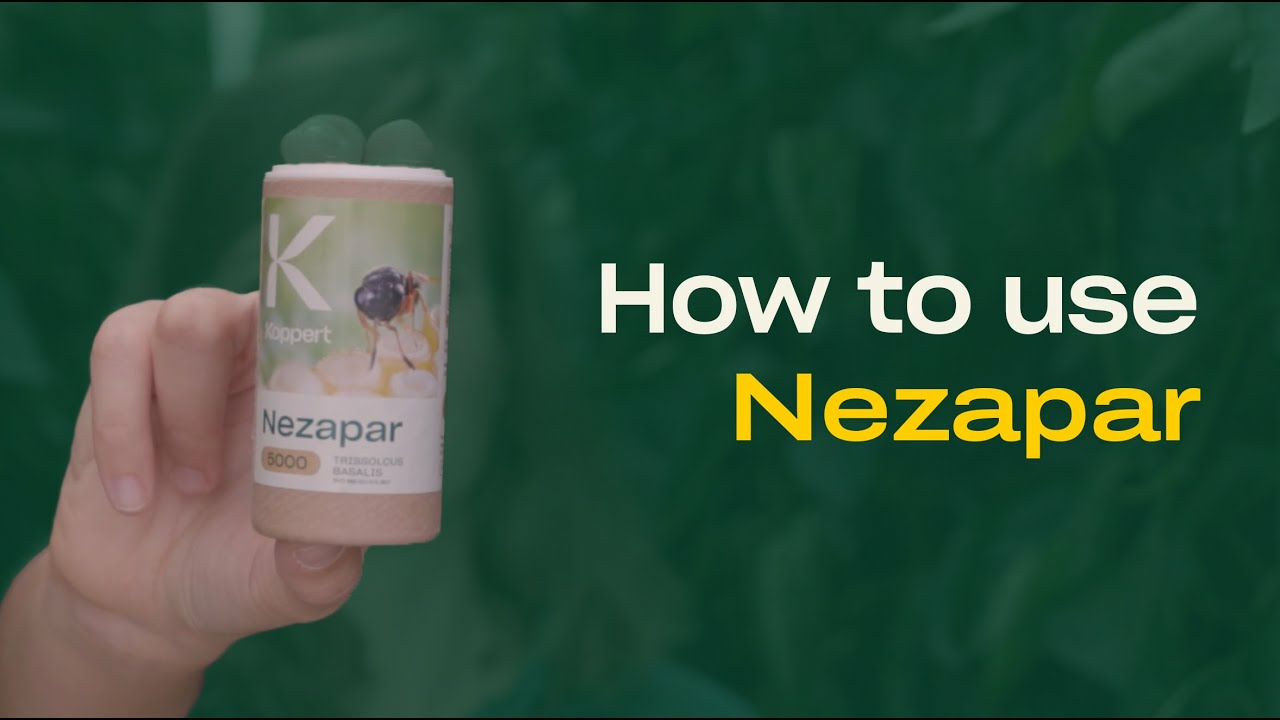 How to use Nezapar - Parasitic Wasps (Trissolcus basalis) - Control Green Stink Bugs How to use Nezapar - Parasitic Wasps (Trissolcus basalis) - Control Green Stink Bugs