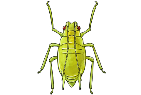Green peach aphid Myzus persicae illustration of Adult stage