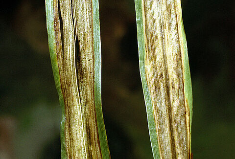 Leaf stripe