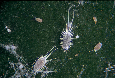 Long-tailed mealybug