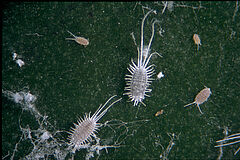 Long-tailed mealybug Pseudococcus longispinus infestation