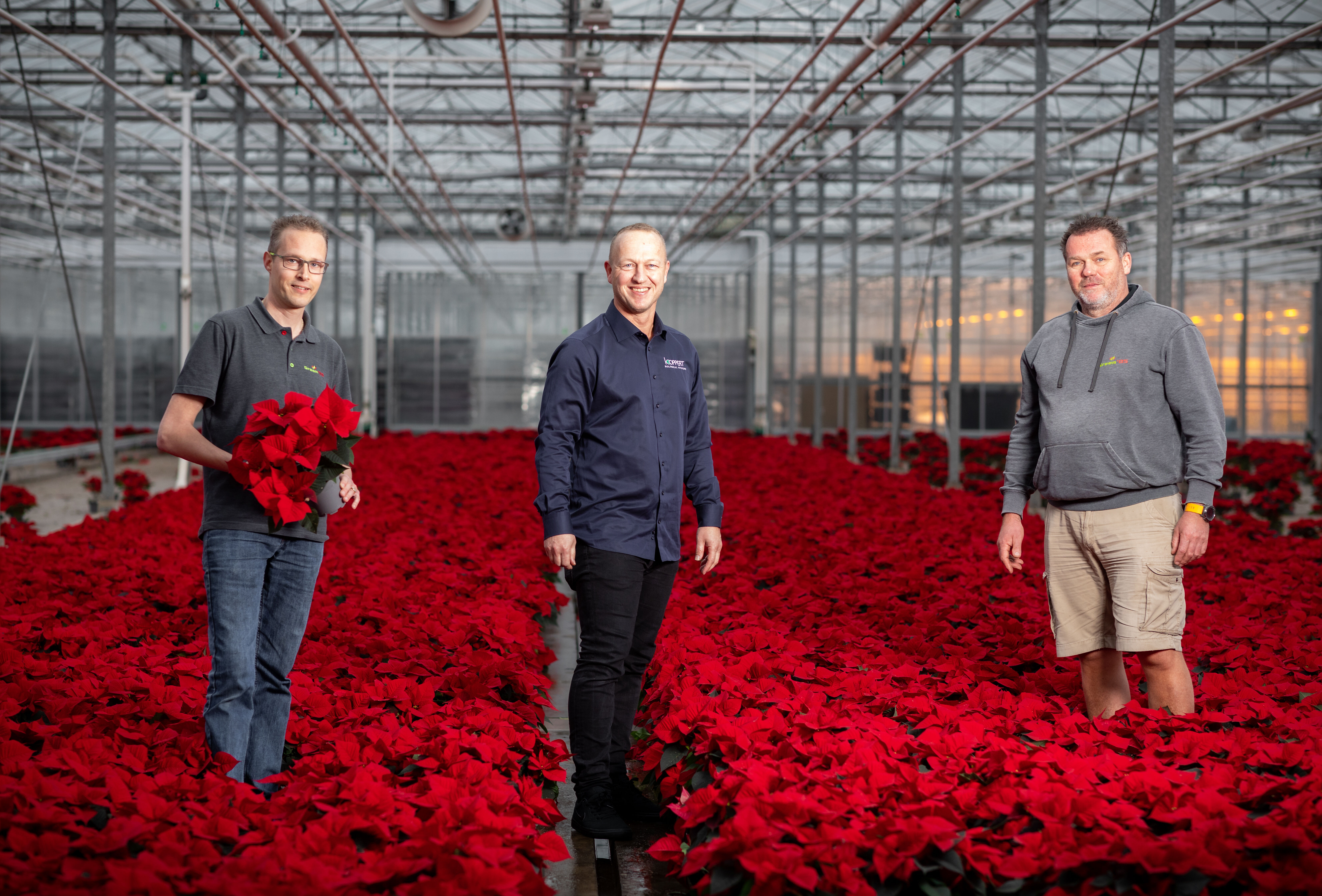 Biologische gewasbescherming in Poinsettia goed verlopen voor 2020