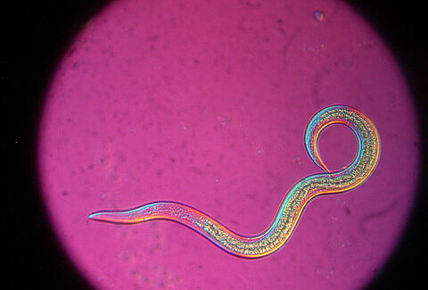 Duurzamere nematodenformulering met uitstekende oplosbaarheid