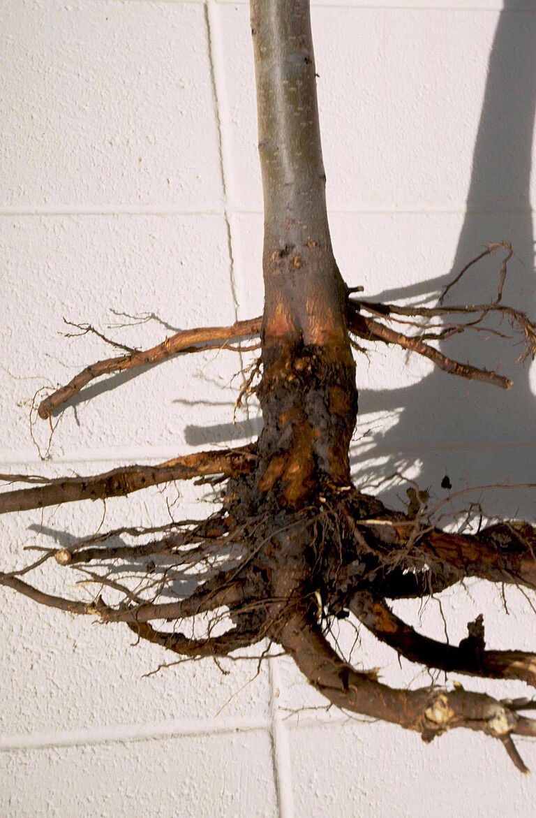 Root damage caused by Phytophthora blight