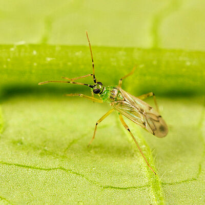 Nesidiocoris tenuis adult