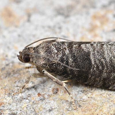 Codling moth Cydia pomonella