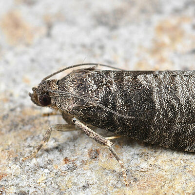 Codling moth Cydia pomonella