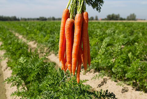 Carrot