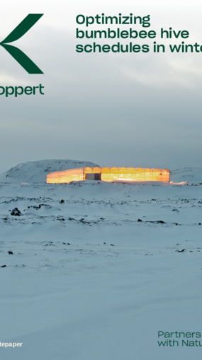 Optimizing bumblebee hive schedules in winter