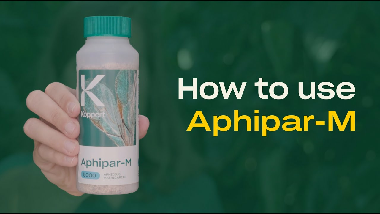 How to use Aphipar from Koppert How to use Aphipar from Koppert