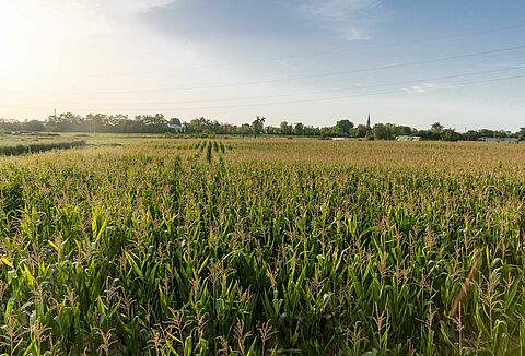 2024 global trial season highlights value of biological solutions in outdoor crops