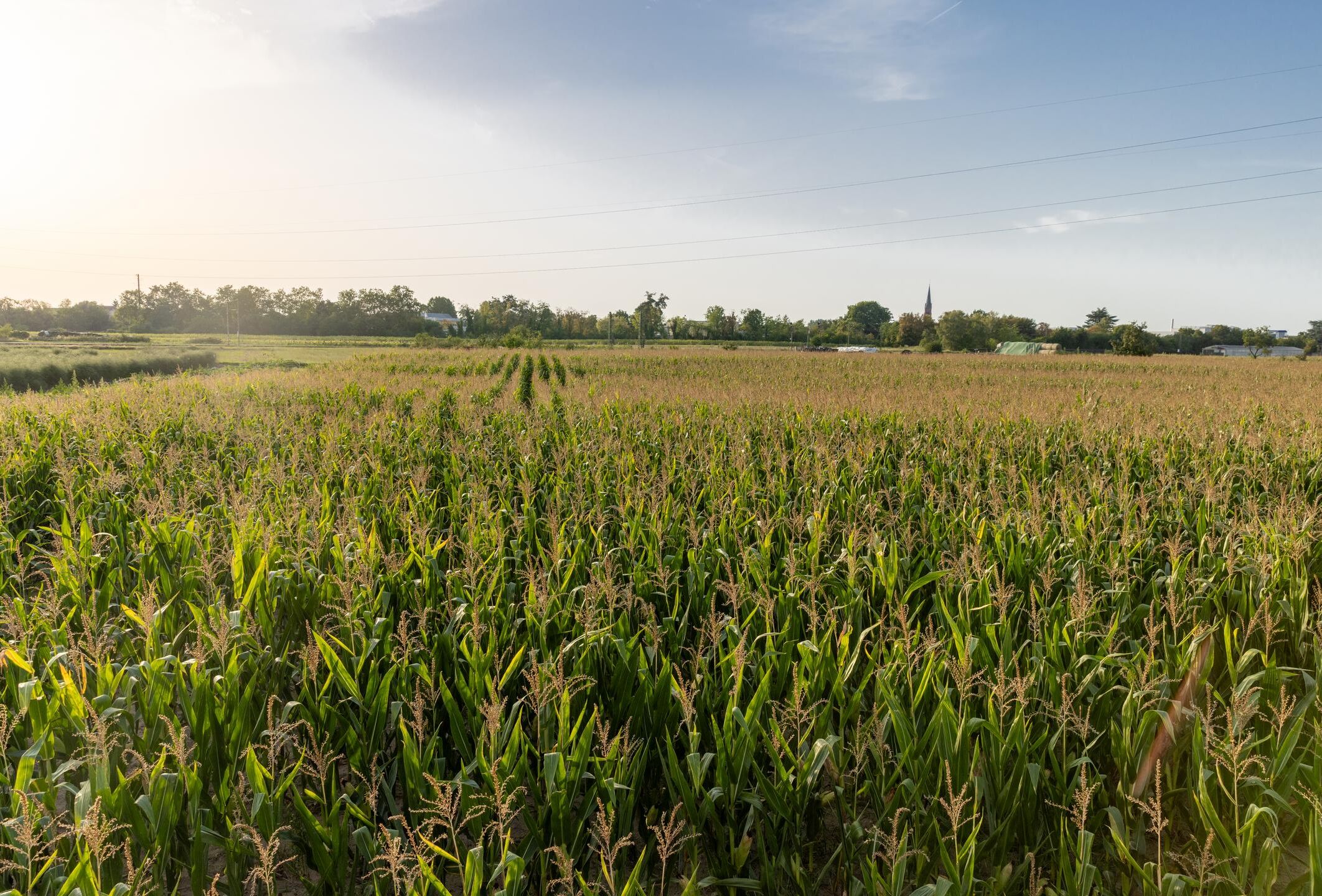 2024 global trial season highlights value of biological solutions in outdoor crops