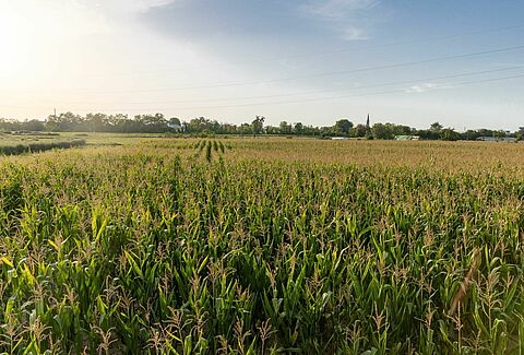 2024 global trial season highlights value of biological solutions in outdoor crops