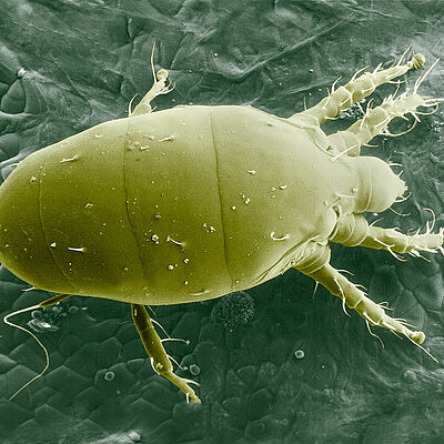 Microscopic picture of Broad mite Polyphagotarsonemus latus