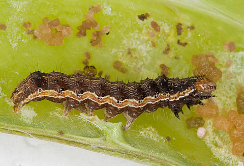 Larva of the Cotton bollworm Helicoverpa armigera