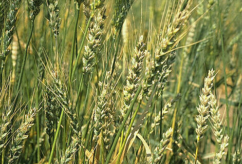 Wheat bunt