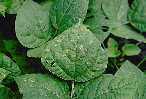 Rhizoctonia solani