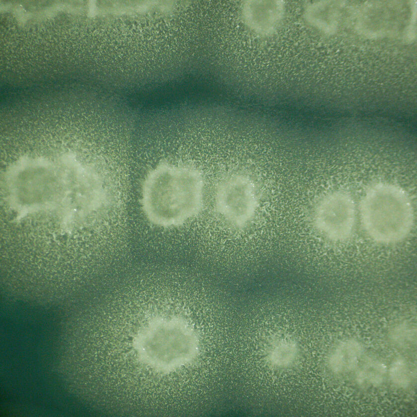 2087605225 2087605225