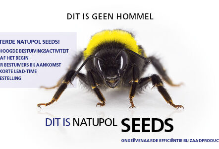 Natupol Seeds: meer bestuivers bij aankomst en kortere doorlooptijd
