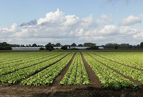 How Integrated Pest Management adds value to your outdoor crops