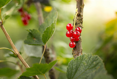 Red currant