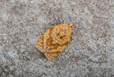 Summer fruit tortrix