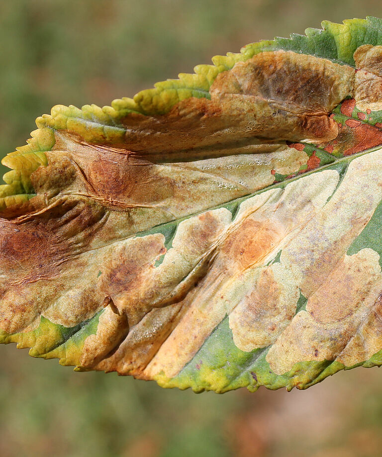 Horsechestnut leafminer Cameraria ohridella Damage on chestnut