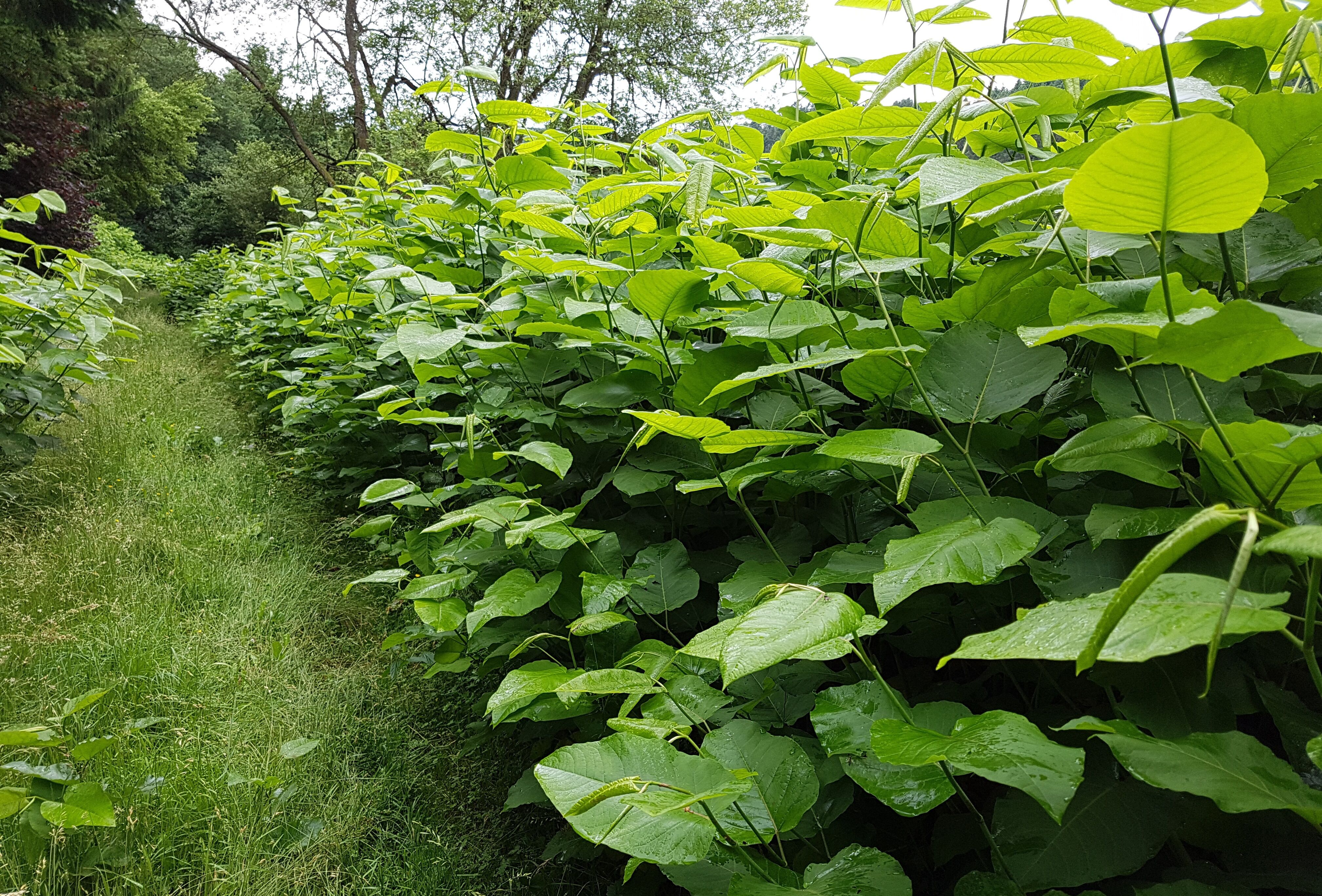 Consortium krijgt groen licht om de biologische bestrijding van duizendknoop te testen