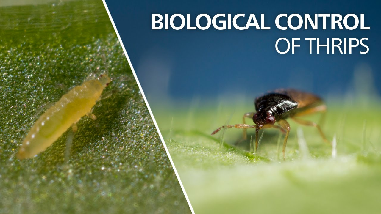 Biological control of thrips - Orius laevigatus Biological control of thrips - Orius laevigatus