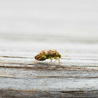 Tarnished plant bug Lygus lineolaris