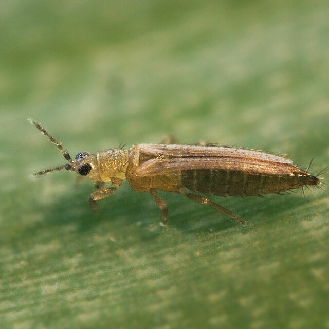 Female Onion thrips Thrips tabaci