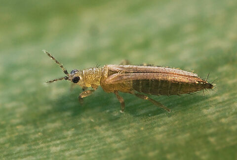 Female Onion thrips Thrips tabaci
