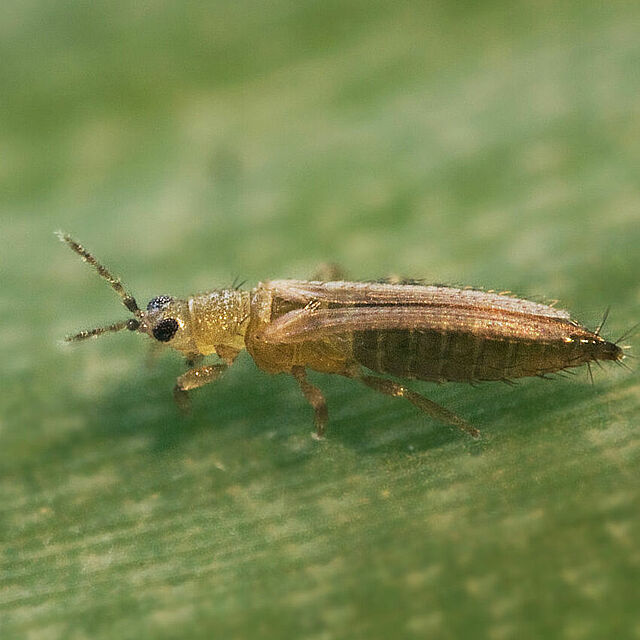 Female Onion thrips Thrips tabaci