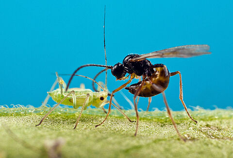 Enhancing Integrated Pest Management with parasitic wasps