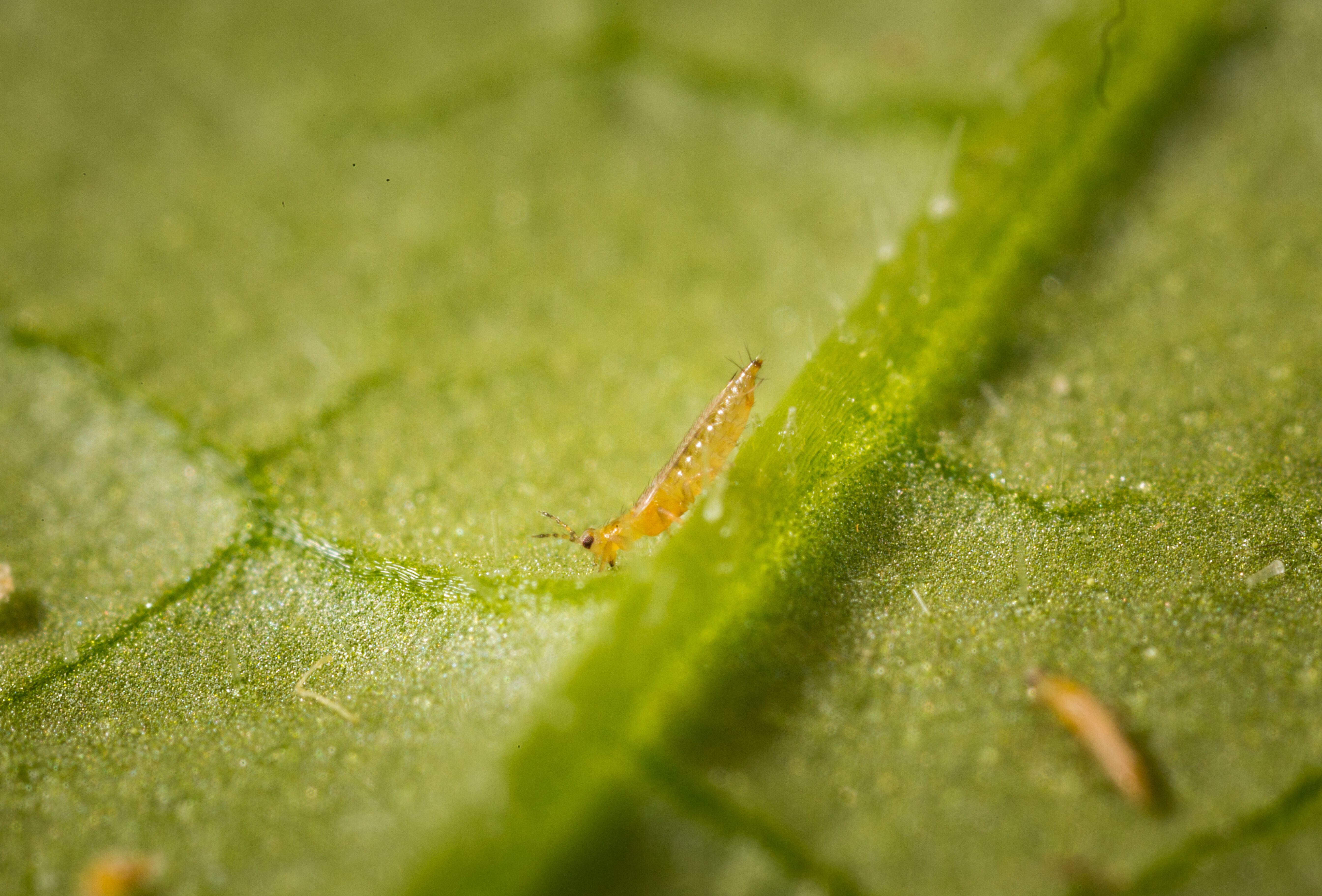 Effective Strategies for Controlling Thrips and Whitefly in Greenhouses