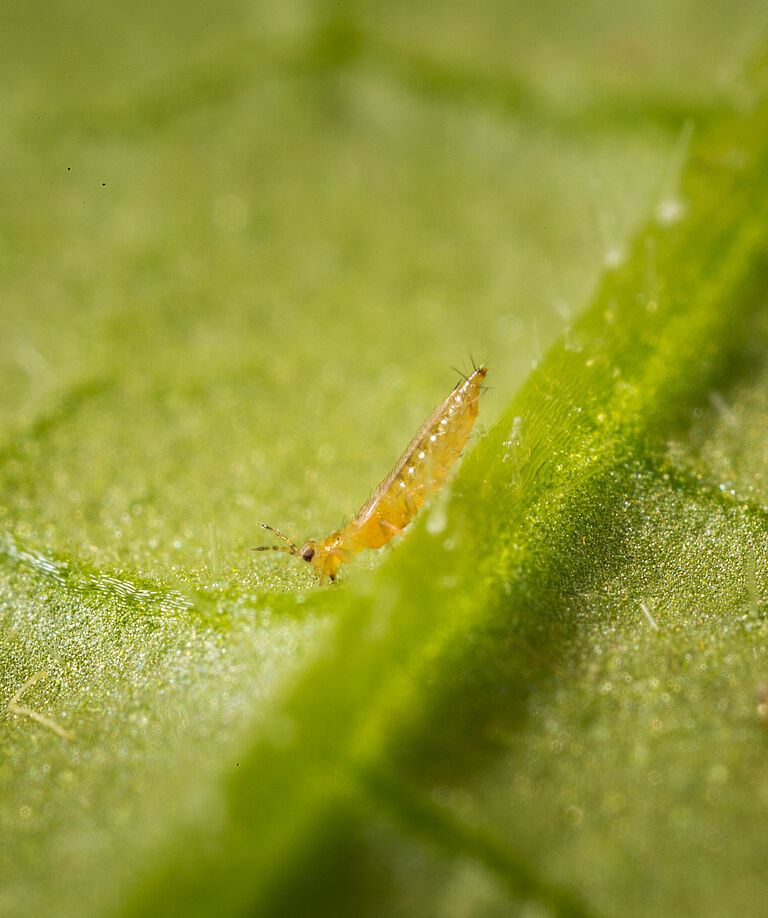 Western Flower Thrips Frankliniella occidentalis on a leaf