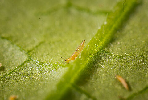 Effective Strategies for Controlling Thrips and Whitefly in Greenhouses