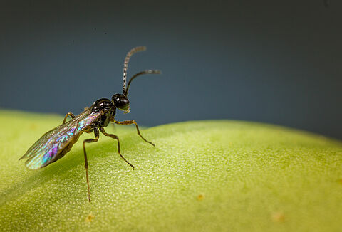 Roofmijten en sluipwespen doen hun werk in Pelargonium