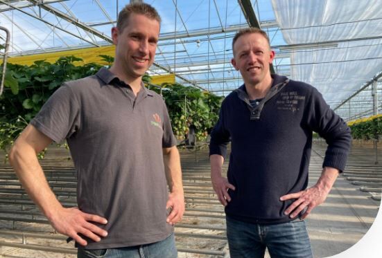 User story - “Empowering our strawberry plants through nutrition has helped us to become a more reliable supplier”