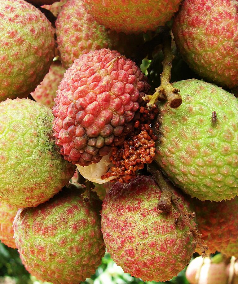 False codling moth Cryptophlebia peltastica Damage
