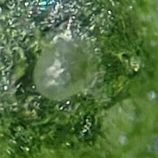 Thrips Parvispinus Egg

