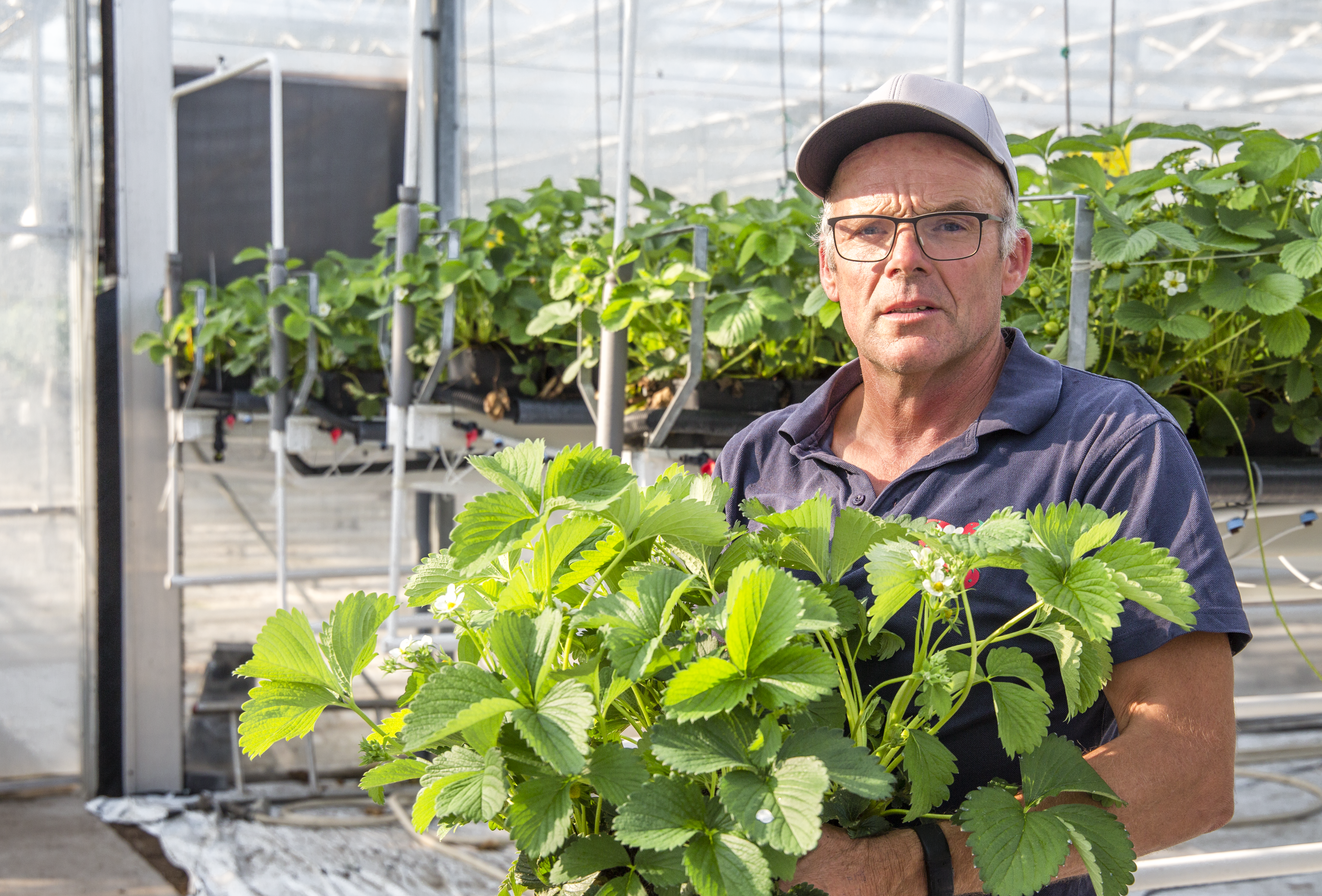 Weerbaar telen in aardbei: bij minder nitraat een gelijke opbrengst