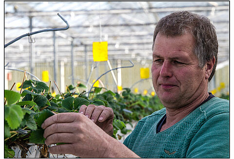 Limonica houdt wittevlieg in kasaardbei onder controle