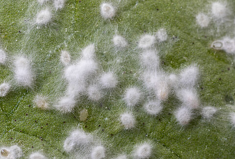 Mycotal – also effective against aphids!