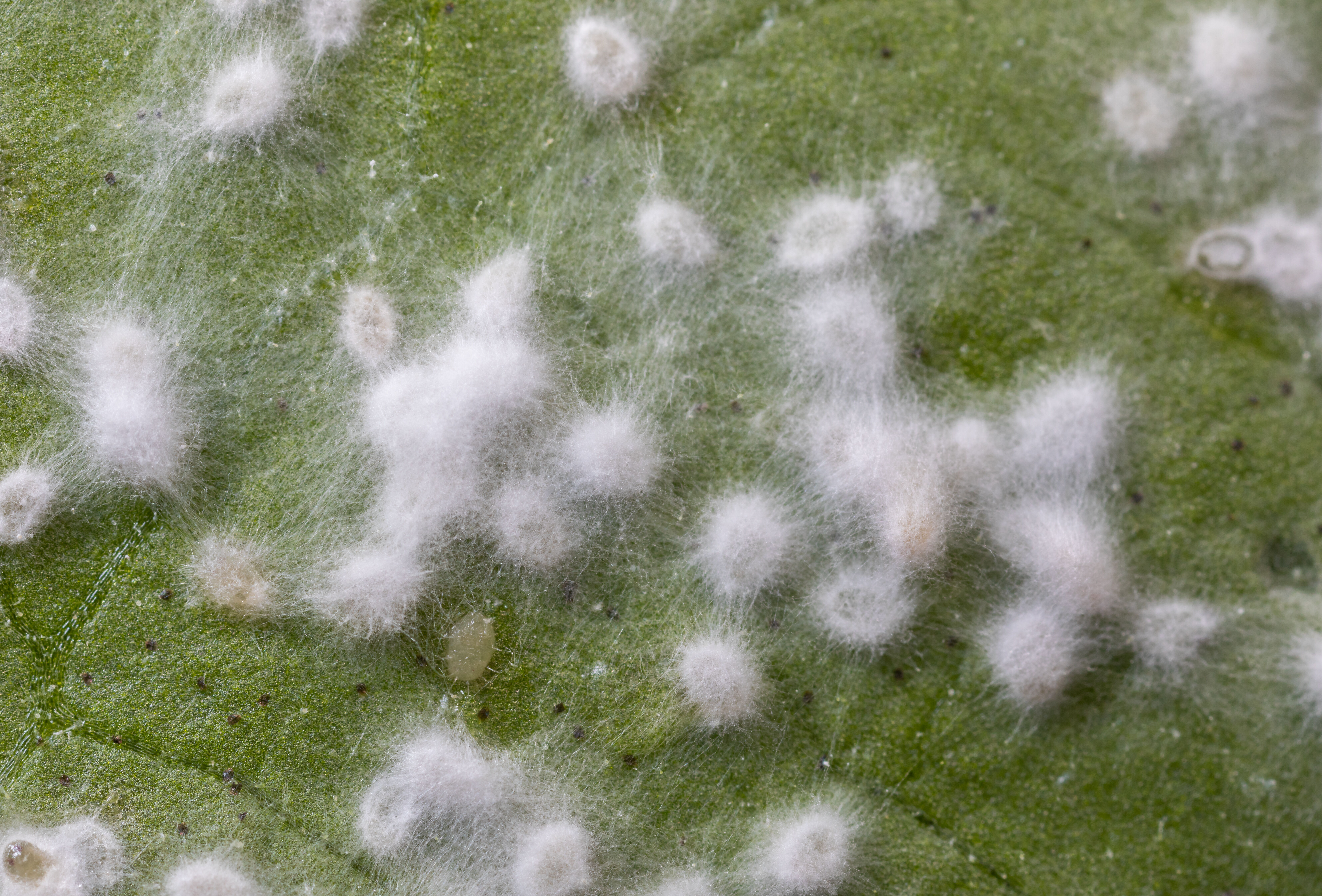 Mycotal - ook effectief tegen bladluizen!