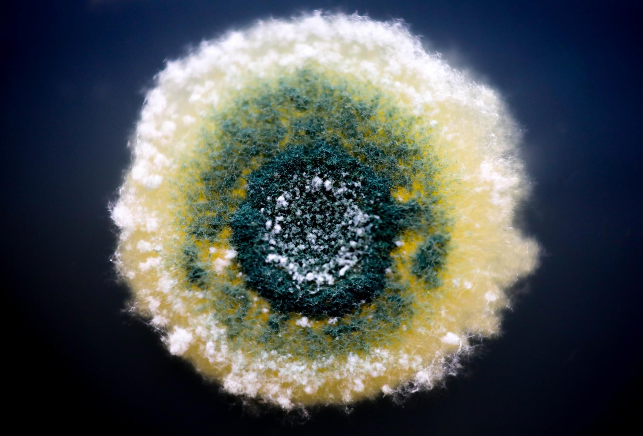 TRIANUM – vairo Jūsu sējeņu un jaunstādu veselību un spēku