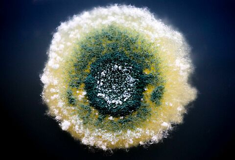 TRIANUM – vairo Jūsu sējeņu un jaunstādu veselību un spēku