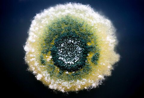 Triario your natural defense against soil-borne diseases